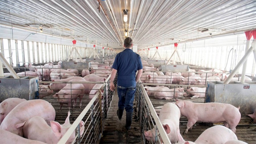 Argentina entre las alternativas de China si arancela al cerdo europeo