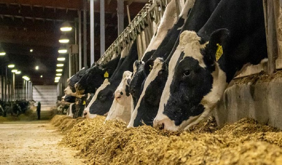 Estados Unidos: Se confirma un raro caso humano de gripe aviar en una lechería del Estado de Texas