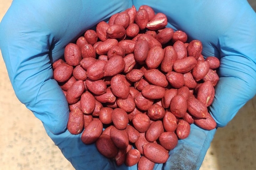 Un nuevo inoculante para maní promete 970 kilos extras potenciando los efectos de dos microorganismos