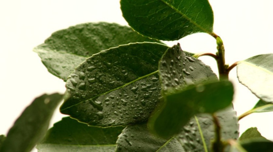 El INYM otorgará 50 becas a profesionales que deseen participar en la “Jornada de Nutrición y Salud Ósea”