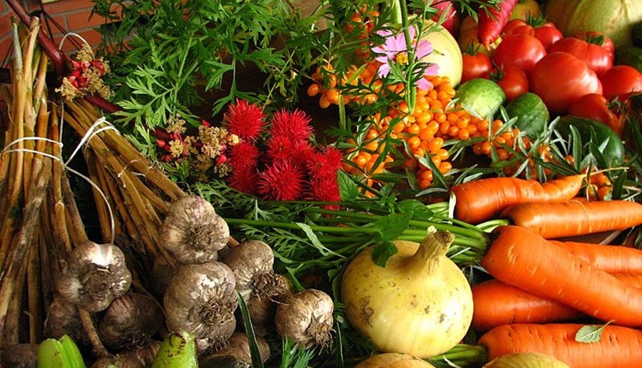 Formación Profesional en Auxiliar en Producción Orgánica de Hortalizas