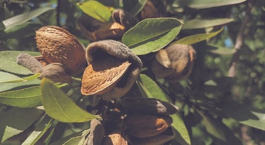 Exportaciones: Brasil autorizó por primera vez el ingreso de almendras argentinas a su mercado