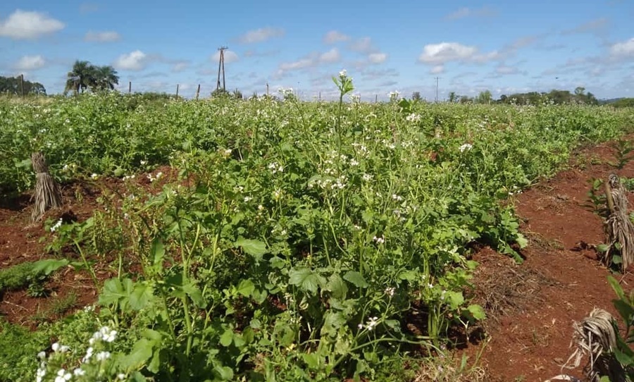 En marcha, la recuperación de suelo y biodiversidad en el Municipio misionero de Concepción de la Sierra