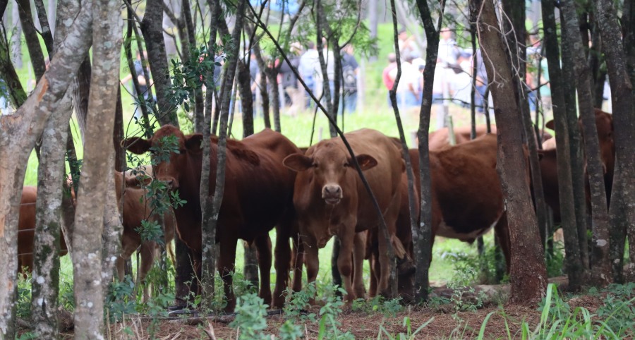 Ganadería misionera: Jornada técnica en ganadería reunió a doscientos asistentes en INTA Cerro Azul