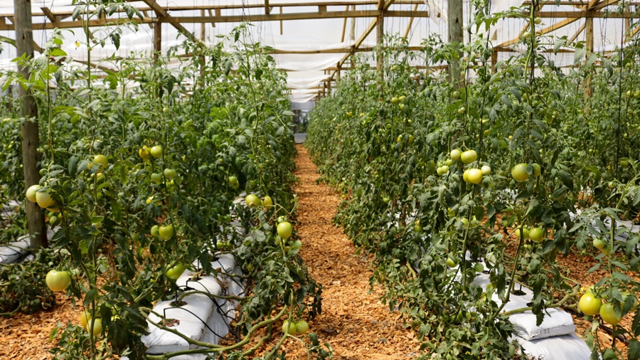 Más de ochenta productores de Misiones participaron de la primera jornada de validación de tecnologías hortícolas para la producción de tomate en sistema semi hidropónico en el Municipio de San Vicente