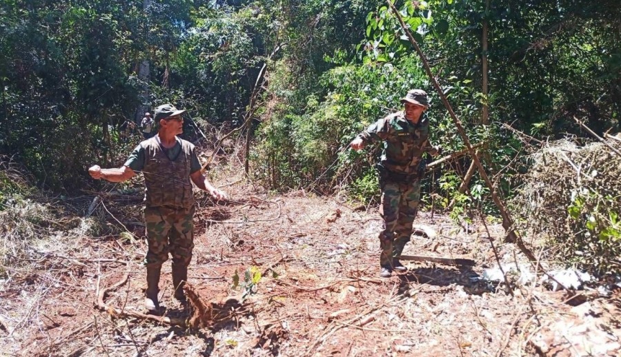 Misiones: Desarticulan intento de robo de madera nativa en el Parque Provincial Foerster