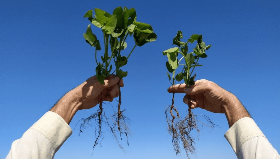 Los biológicos siguen el camino de expansión en Argentina, ya los usa el 27,7% de los productores