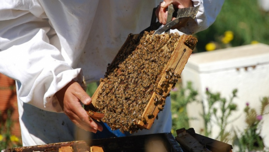 Con un proyecto apícola, Comunidades Mbya representan a Misiones en la Feria Nacional de Ciencias