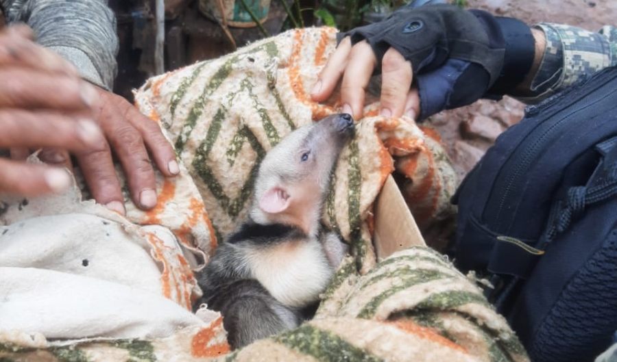Misiones: Una cría de oso melero abandonada fue rescatada en Colonia Guaraypo