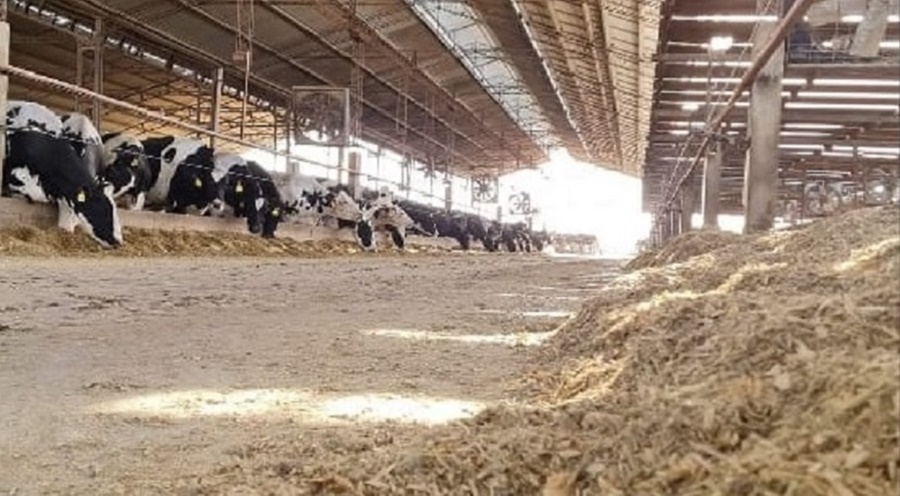 Tambo: ¿Cuáles son los costos ante los cambios en los precios relativos?