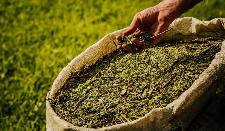 Misiones: Anunciaron nuevas medidas para sostener el precio de la yerba mate, elevando el monto disponible por empresa de 80 millones de pesos a 400 millones de pesos, con el objetivo de sostener el precio