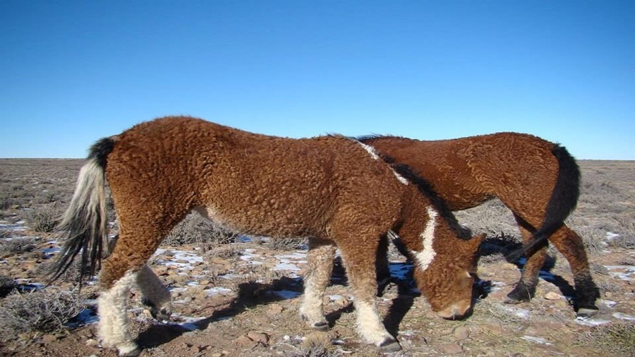 Los crían en Río Negro y son únicos en Sudamérica: La extraña historia de los caballos con rulos