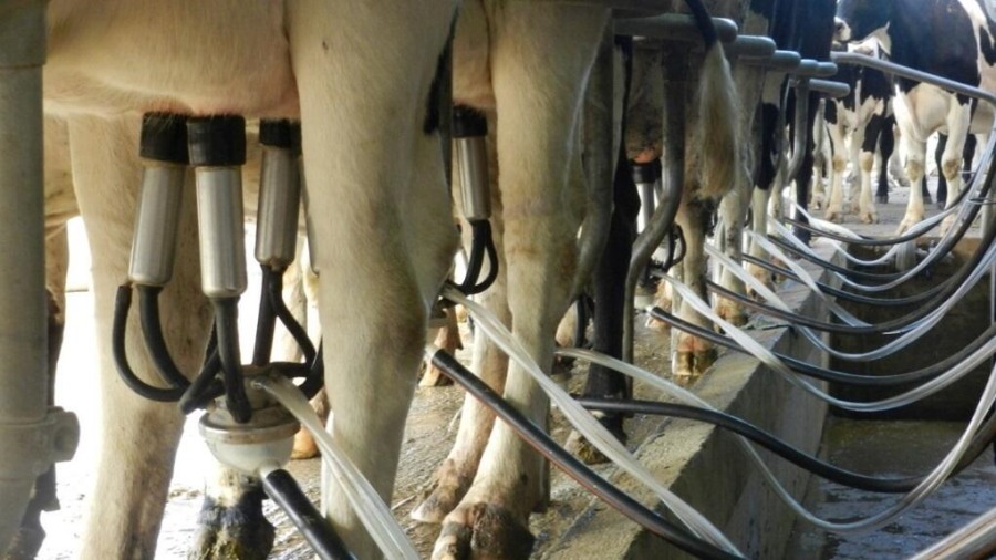 Argentina: La producción de leche en 2025 perforaría el techo de 11.000 millones de litros