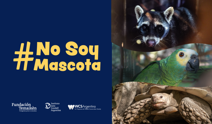 Vuelve #NoSoyMascota, la campaña de bien público que busca desalentar la demanda de fauna silvestre como animales domésticos