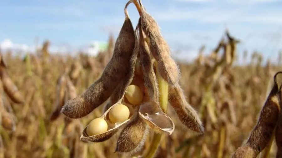 Commodities: La soja se desplomó más del 3%, qué hay detrás de la fuerte caída