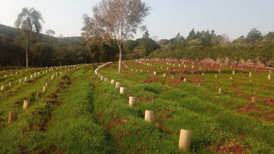 Continúan los trabajos para lograr yerbales sustentables