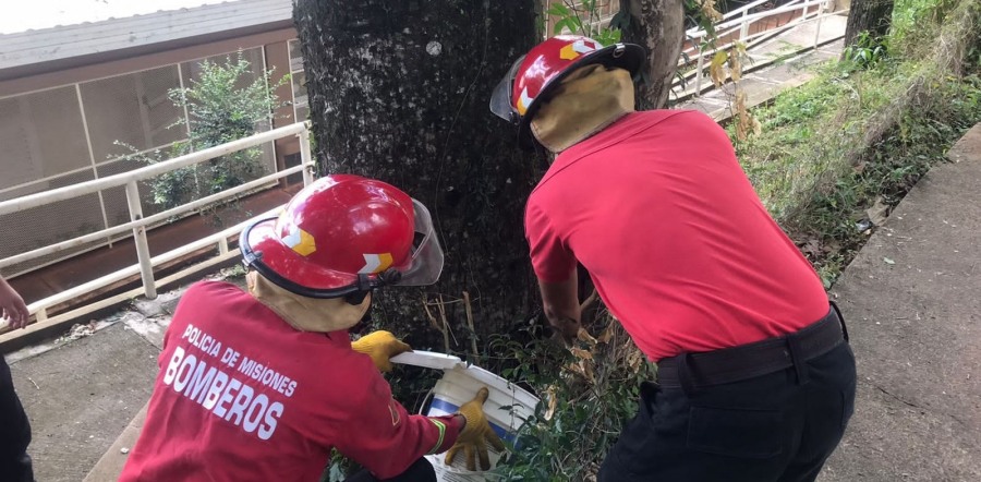 Una serpiente apareció en un predio de una Escuela y bomberos de la Policía de Misiones la capturaron, luego fue liberada en su hábitat natural