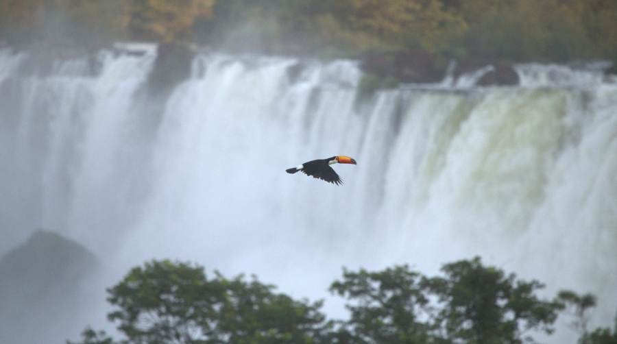 Misiones: El Ministerio de Ecología y RNR ocupará un lugar central en el Consejo Federal de Medio Ambiente