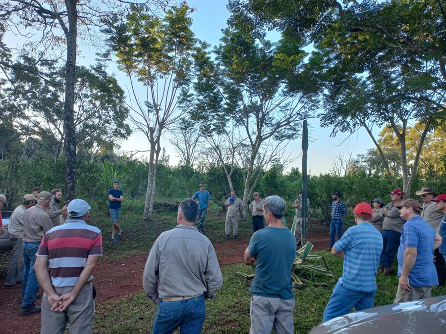Bioinsumos y manejo de plantas de yerba mate