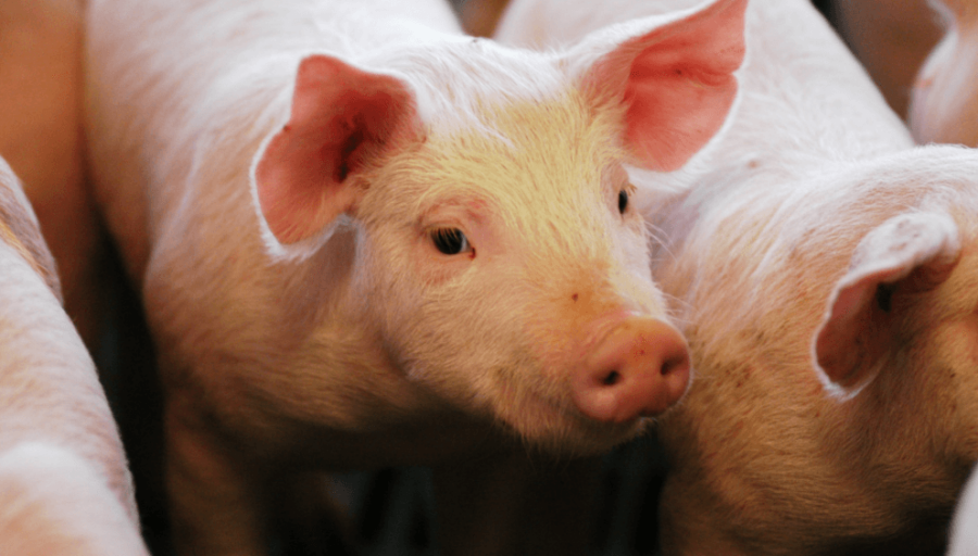 Sanidad animal: Aprueban nuevas vacunas contra enfermedades en porcinos y aves