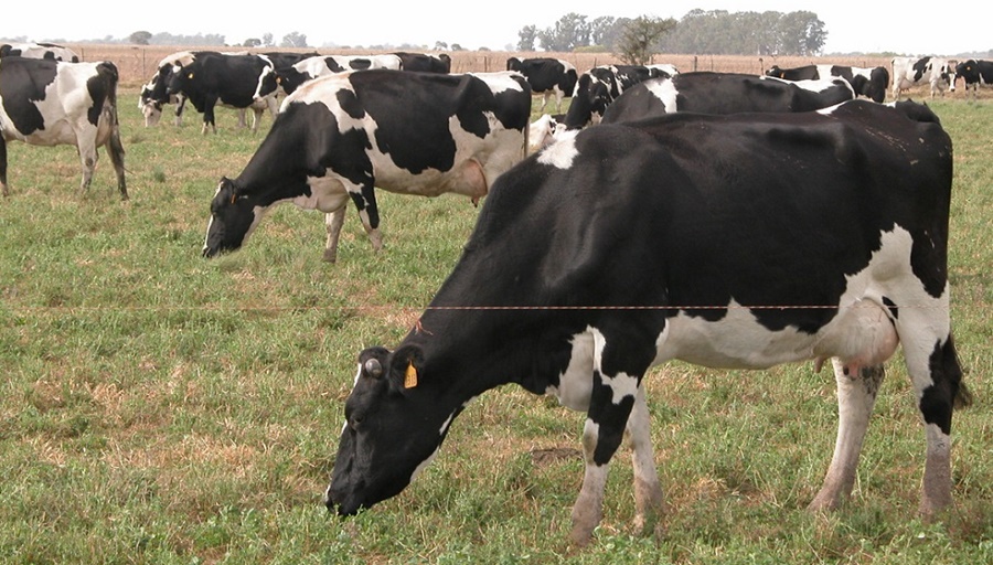 Datos oficiales indican que hay 3.066 tambos en la provincia de Córdoba