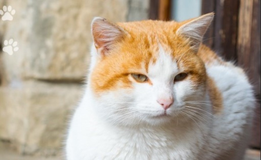 El IMuSA continúa brindando servicios veterinarios esenciales a la comunidad posadeña