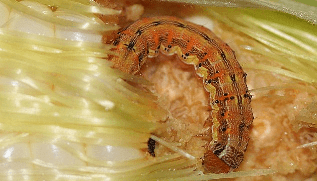 Tras la chicharrita del maíz, otro “problema enorme” viene en camino: la oruga de la espiga