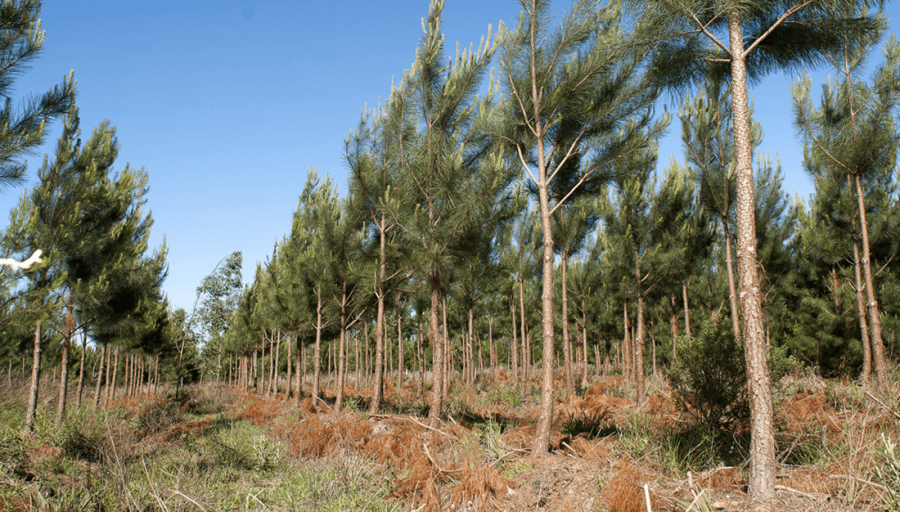 Pinos y eucaliptus: En un año y medio, Argentina sumó 49.000 hectáreas de plantaciones forestales, las provincias de la Mesopotamia concentran más del 80% de la superficie