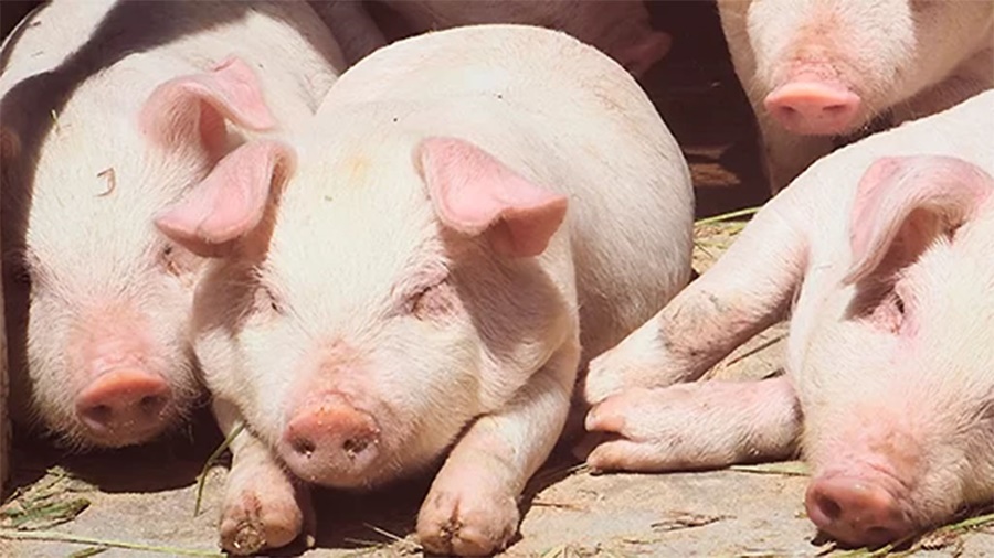 Cerdos: Over lanzó un antiinflamatorio de acción prolongada