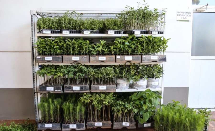 En lo que va del año, entregaron más de trescientos mil plantines producidos en la Biofábrica Misiones, para fortalecer las chacras  de la provincia