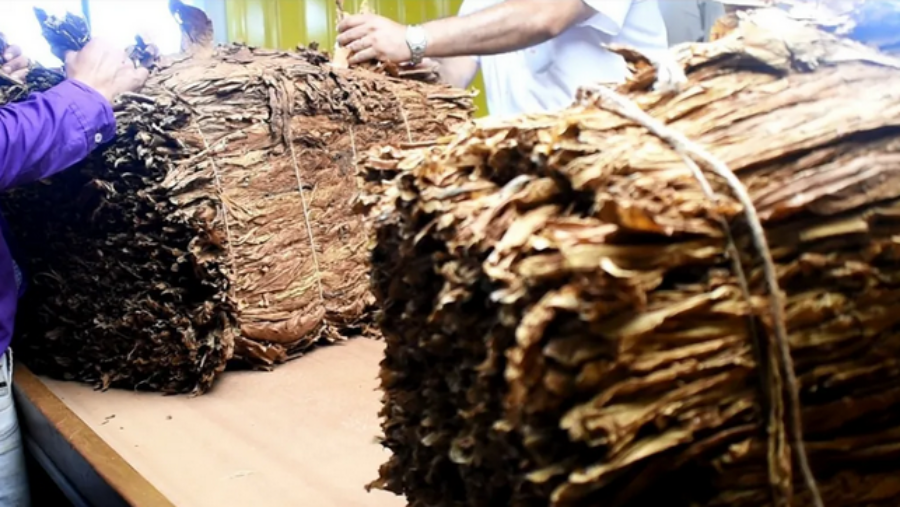 Productores tabacaleros misioneros recibirán el pago de casi 2.400 millones de pesos del Fondo Especial del Tabaco