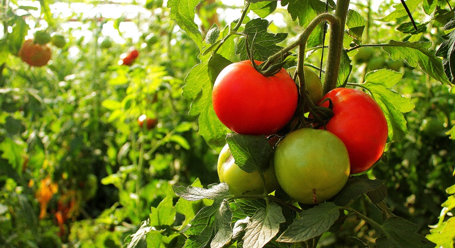 Misiones: Fortalecen la producción de tomate bajo cubierta, mediante capacitaciones a productores/as
