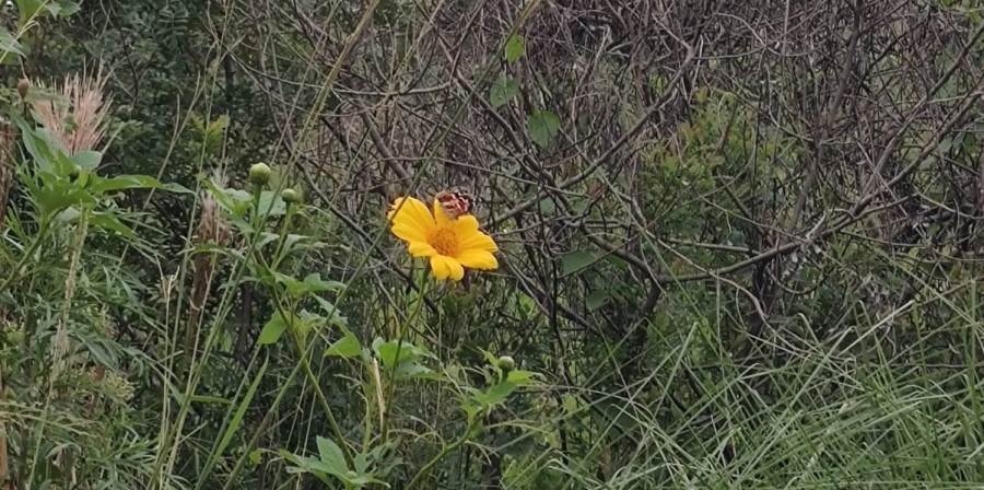 Camino al primer barrio ecológico de la ciudad misionera de Posadas