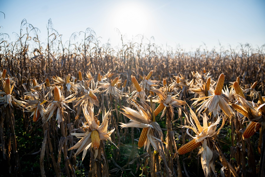 Yara te invita a participar del 7º Congreso de Maíz Tardío organizado por Brevant Semillas