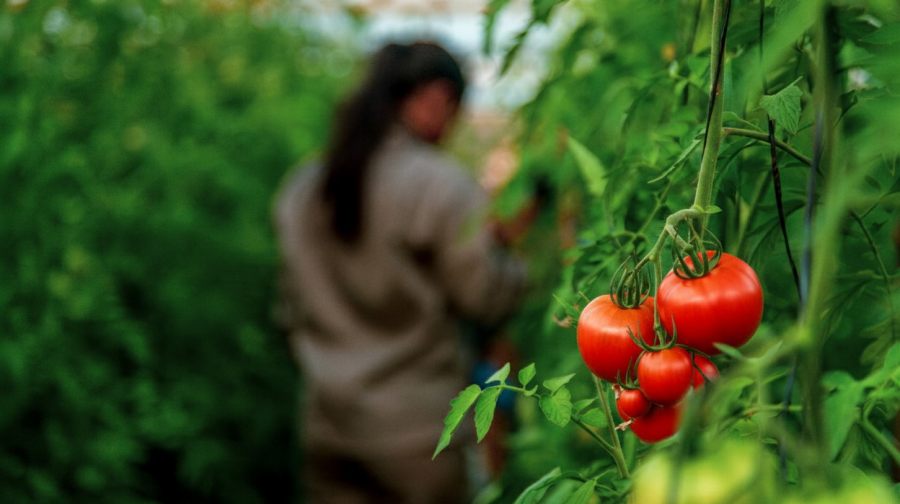 Especialista brindará capacitación en cultivo de tomate y pimiento en el Centro Hortícola del Municipio misionero de San Vicente