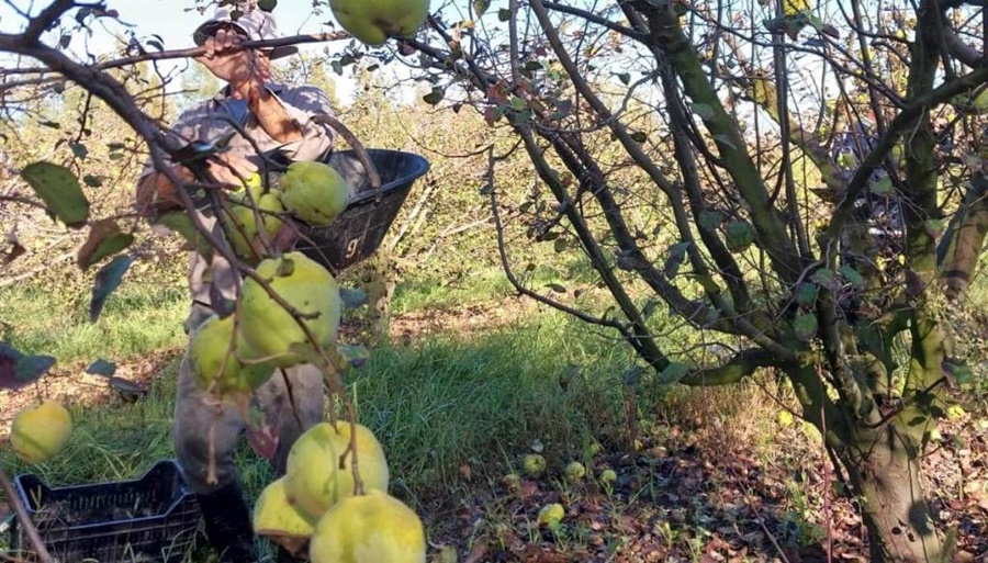 El membrillo toma fuerza desde el norte bonaerense como una oportunidad para diversificar la producción