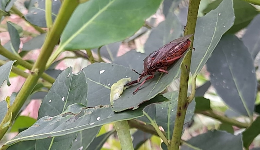 La chinche soldada espinosa controla al marandová en yerba mate