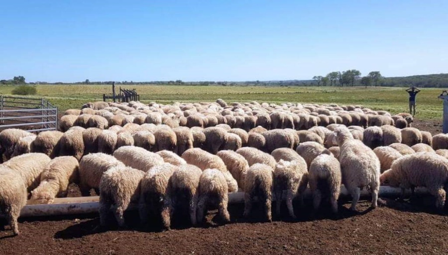 Cría ovina intensiva: En la Región Centro, cada vez más tranqueras les abren el paso a los corderos