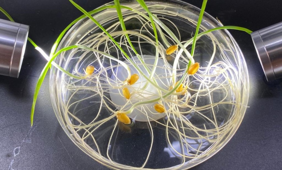Innovación en Productos Biológicos: Transformando la Agricultura con Nuevos Descubrimientos