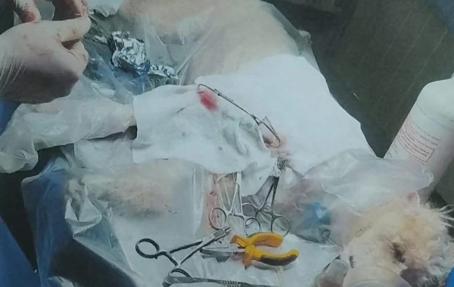 Misiones: Detuvieron a un individuo de 25 años que golpeó brutalmente a un perro de raza caniche en la localidad de Colonia Aurora