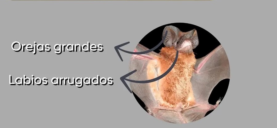 IMiBio: Hallaron una nueva especie de murciélago en el Municipio misionero de San Ignacio