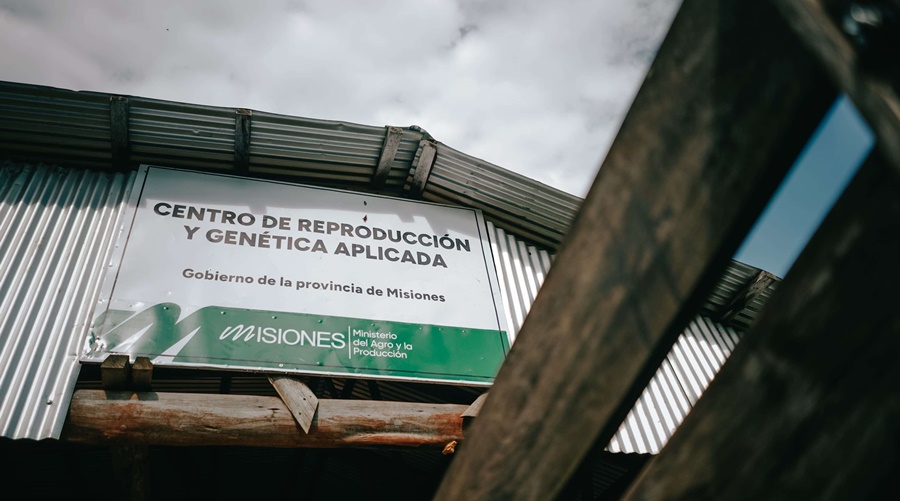 Misiones: 50 millones de pesos en genética para fortalecer las cuencas lecheras y actividad ovina