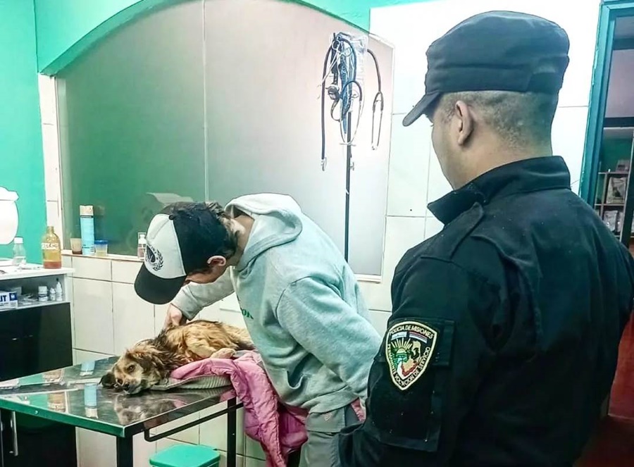 Policías de Misiones asistieron a un perro que fue atropellado por un auto y abandonado en una parada, semanalmente, al menos cinco perros o gatos son resguardados por agentes en intervenciones similares