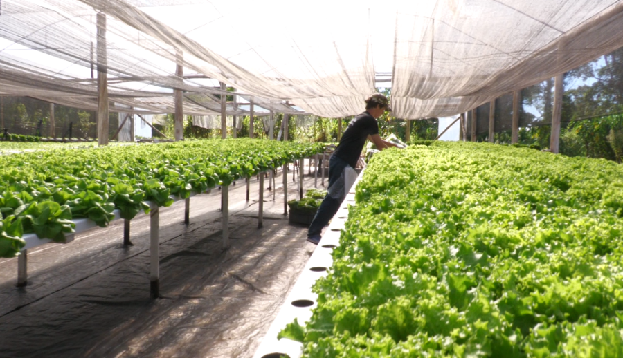 Misiones: Diseñaron una App para chequear el estado general de sus cultivos hidropónicos, en el Municipio de Montecarlo