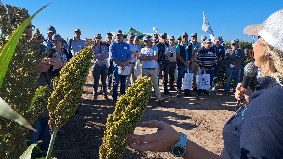 Las múltiples posibilidades del sorgo y su enorme potencial comercial