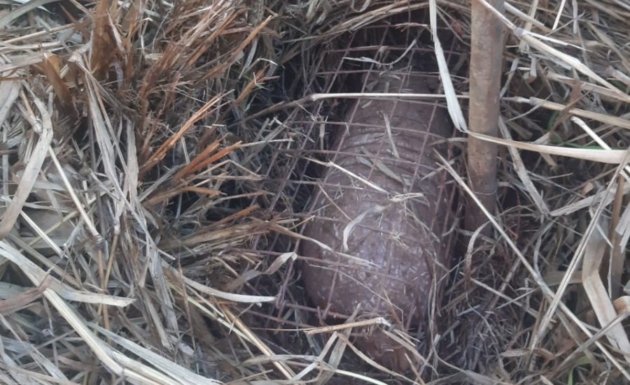 Un tatú fue liberado por policías ambientales de Misiones, había caído en una trampa