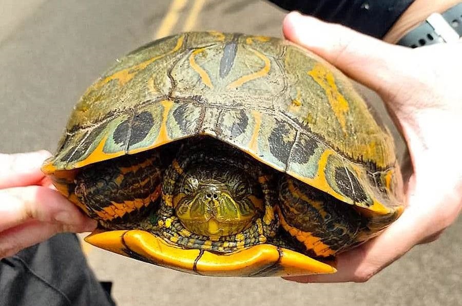 Policías de Misiones hallaron a una tortuga acuática en el medio de la ruta, también se rescataron un lagarto overo, un pájaro carpintero, un gallito de agua