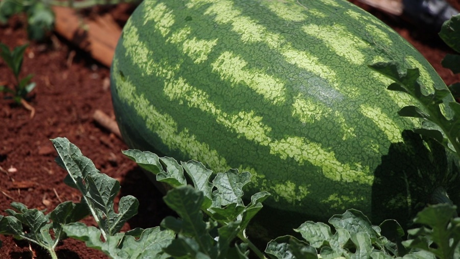 Misiones: Impulso a las cuencas productoras de sandía, con más de cien mil semillas para la producción