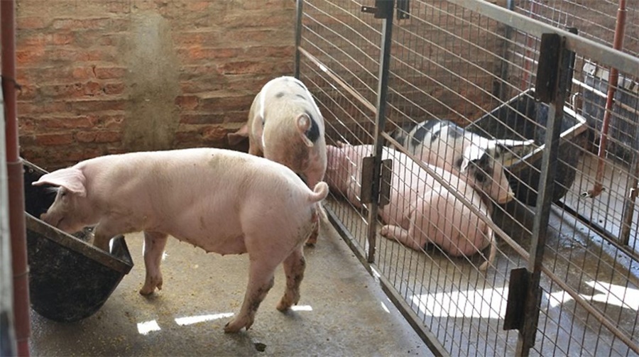 Cerdos: Buenos resultados en dietas con residuos de malta cervecera