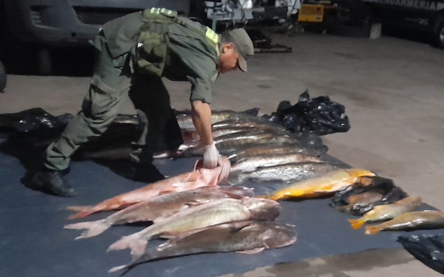 Gendarmería Nacional secuestró más de 500 kilos de pescado, las piezas de fauna ictícola se encontraban en el baúl de un automóvil